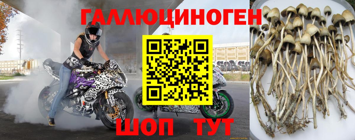 Галлюциногенные грибы Psilocybe Шатура
